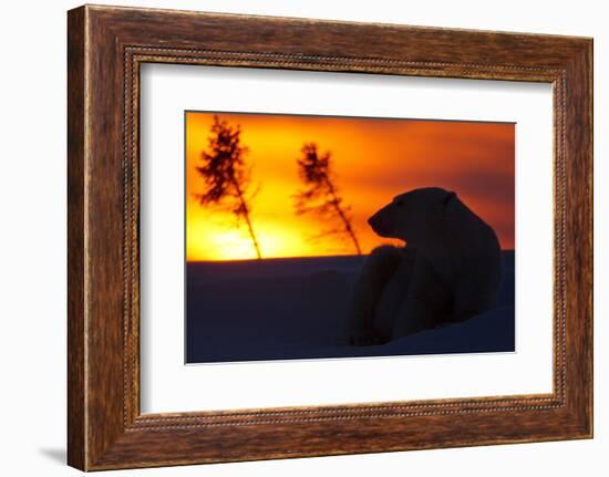 Polar Bear (Ursus Maritimus) and Cub, Wapusk National Park, Churchill, Hudson Bay, Manitoba, Canada-David Jenkins-Framed Photographic Print