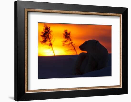 Polar Bear (Ursus Maritimus) and Cub, Wapusk National Park, Churchill, Hudson Bay, Manitoba, Canada-David Jenkins-Framed Photographic Print