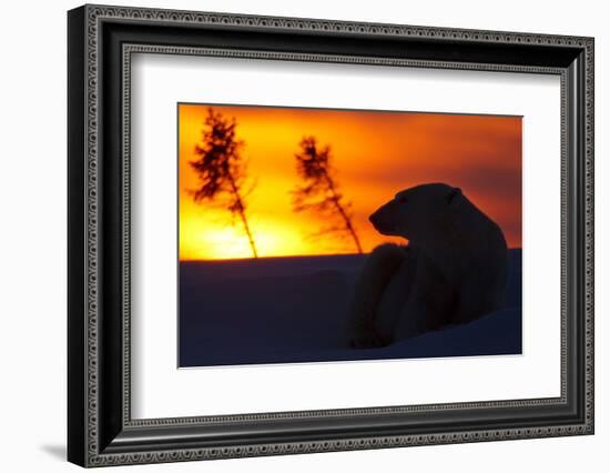 Polar Bear (Ursus Maritimus) and Cub, Wapusk National Park, Churchill, Hudson Bay, Manitoba, Canada-David Jenkins-Framed Photographic Print