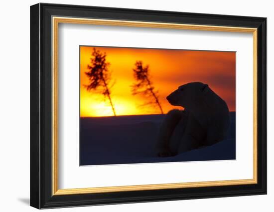 Polar Bear (Ursus Maritimus) and Cub, Wapusk National Park, Churchill, Hudson Bay, Manitoba, Canada-David Jenkins-Framed Photographic Print