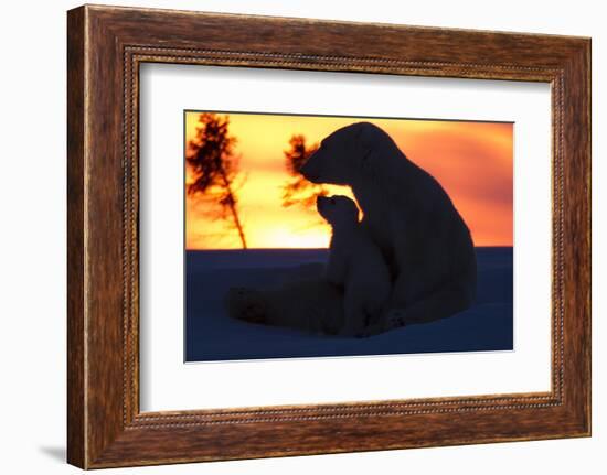 Polar Bear (Ursus Maritimus) and Cub, Wapusk National Park, Churchill, Hudson Bay, Manitoba, Canada-David Jenkins-Framed Photographic Print