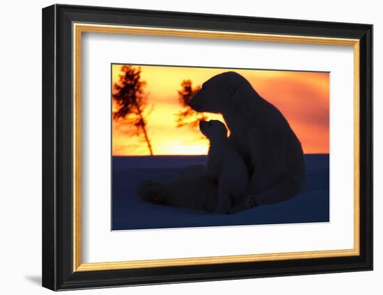 Polar Bear (Ursus Maritimus) and Cub, Wapusk National Park, Churchill, Hudson Bay, Manitoba, Canada-David Jenkins-Framed Photographic Print