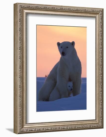 Polar Bear (Ursus Maritimus) and Cub, Wapusk National Park, Churchill, Hudson Bay, Manitoba, Canada-David Jenkins-Framed Photographic Print