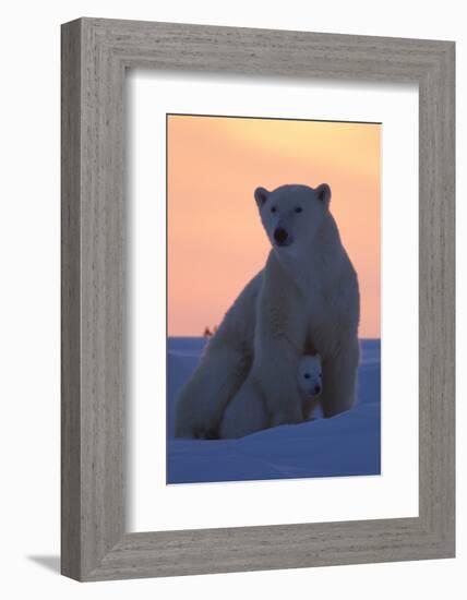 Polar Bear (Ursus Maritimus) and Cub, Wapusk National Park, Churchill, Hudson Bay, Manitoba, Canada-David Jenkins-Framed Photographic Print