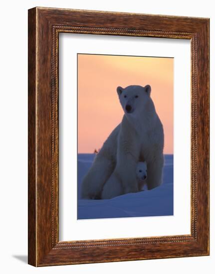 Polar Bear (Ursus Maritimus) and Cub, Wapusk National Park, Churchill, Hudson Bay, Manitoba, Canada-David Jenkins-Framed Photographic Print