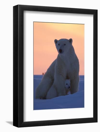 Polar Bear (Ursus Maritimus) and Cub, Wapusk National Park, Churchill, Hudson Bay, Manitoba, Canada-David Jenkins-Framed Photographic Print