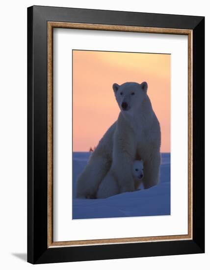 Polar Bear (Ursus Maritimus) and Cub, Wapusk National Park, Churchill, Hudson Bay, Manitoba, Canada-David Jenkins-Framed Photographic Print