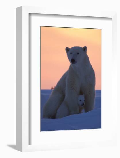 Polar Bear (Ursus Maritimus) and Cub, Wapusk National Park, Churchill, Hudson Bay, Manitoba, Canada-David Jenkins-Framed Photographic Print