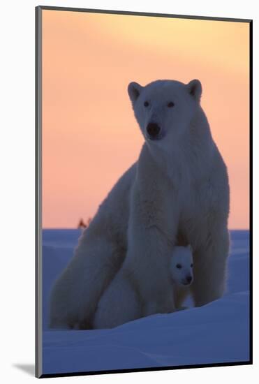 Polar Bear (Ursus Maritimus) and Cub, Wapusk National Park, Churchill, Hudson Bay, Manitoba, Canada-David Jenkins-Mounted Photographic Print