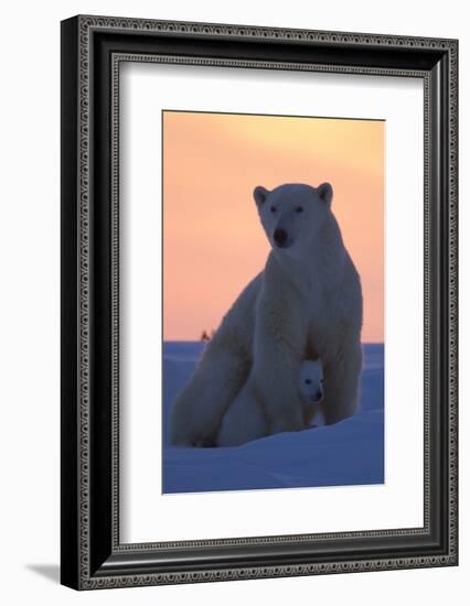 Polar Bear (Ursus Maritimus) and Cub, Wapusk National Park, Churchill, Hudson Bay, Manitoba, Canada-David Jenkins-Framed Photographic Print