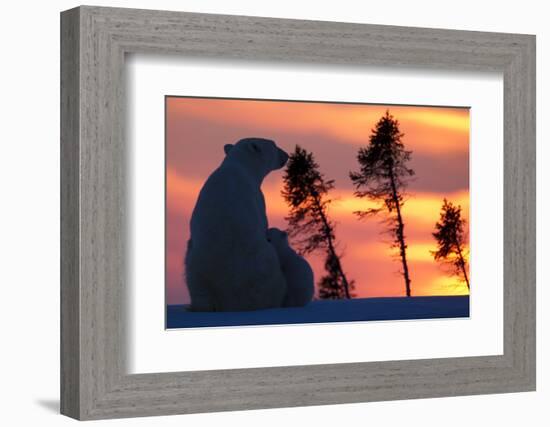 Polar Bear (Ursus Maritimus) and Cub, Wapusk National Park, Churchill, Hudson Bay, Manitoba, Canada-David Jenkins-Framed Photographic Print