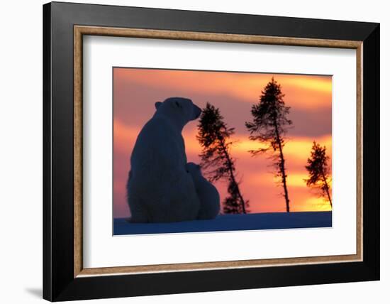 Polar Bear (Ursus Maritimus) and Cub, Wapusk National Park, Churchill, Hudson Bay, Manitoba, Canada-David Jenkins-Framed Photographic Print