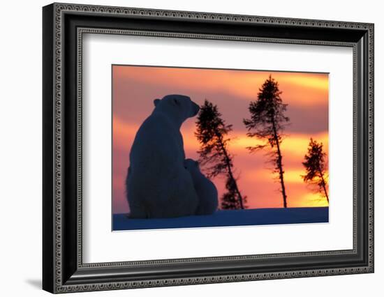 Polar Bear (Ursus Maritimus) and Cub, Wapusk National Park, Churchill, Hudson Bay, Manitoba, Canada-David Jenkins-Framed Photographic Print