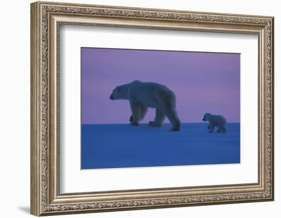 Polar Bear (Ursus Maritimus) and Cub, Wapusk National Park, Churchill, Hudson Bay, Manitoba, Canada-David Jenkins-Framed Photographic Print