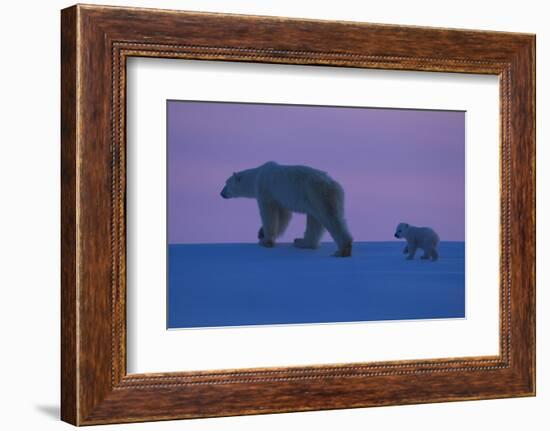 Polar Bear (Ursus Maritimus) and Cub, Wapusk National Park, Churchill, Hudson Bay, Manitoba, Canada-David Jenkins-Framed Photographic Print