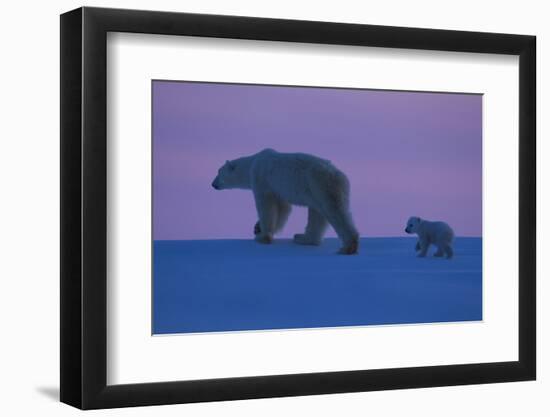 Polar Bear (Ursus Maritimus) and Cub, Wapusk National Park, Churchill, Hudson Bay, Manitoba, Canada-David Jenkins-Framed Photographic Print