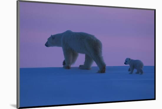 Polar Bear (Ursus Maritimus) and Cub, Wapusk National Park, Churchill, Hudson Bay, Manitoba, Canada-David Jenkins-Mounted Photographic Print