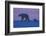 Polar Bear (Ursus Maritimus) and Cub, Wapusk National Park, Churchill, Hudson Bay, Manitoba, Canada-David Jenkins-Framed Photographic Print