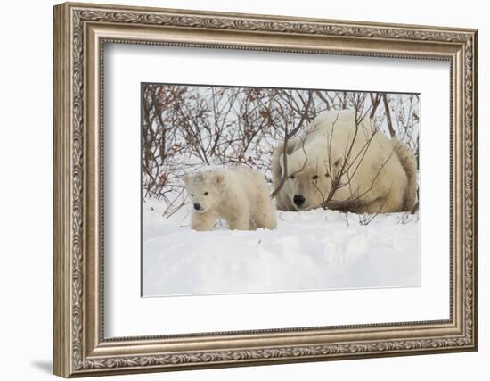 Polar Bear (Ursus Maritimus) and Cub, Wapusk National Park, Churchill, Hudson Bay, Manitoba, Canada-David Jenkins-Framed Photographic Print