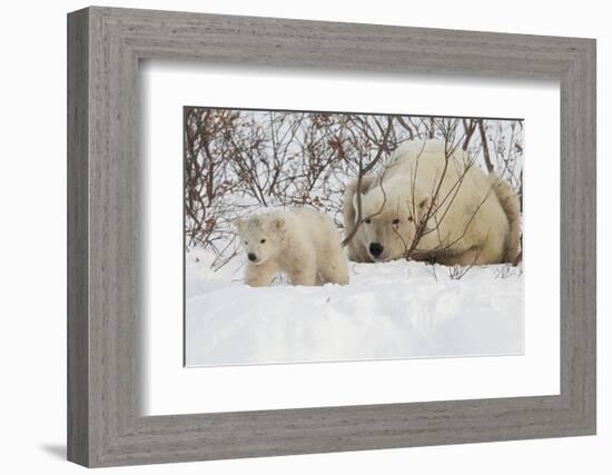 Polar Bear (Ursus Maritimus) and Cub, Wapusk National Park, Churchill, Hudson Bay, Manitoba, Canada-David Jenkins-Framed Photographic Print