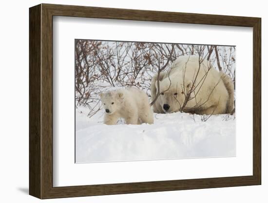 Polar Bear (Ursus Maritimus) and Cub, Wapusk National Park, Churchill, Hudson Bay, Manitoba, Canada-David Jenkins-Framed Photographic Print