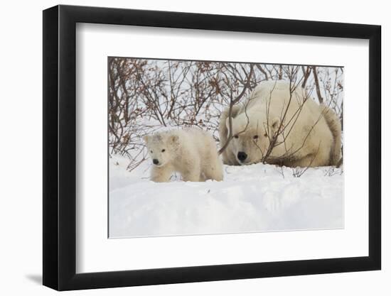 Polar Bear (Ursus Maritimus) and Cub, Wapusk National Park, Churchill, Hudson Bay, Manitoba, Canada-David Jenkins-Framed Photographic Print