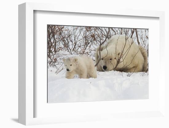 Polar Bear (Ursus Maritimus) and Cub, Wapusk National Park, Churchill, Hudson Bay, Manitoba, Canada-David Jenkins-Framed Photographic Print