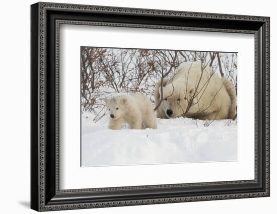 Polar Bear (Ursus Maritimus) and Cub, Wapusk National Park, Churchill, Hudson Bay, Manitoba, Canada-David Jenkins-Framed Photographic Print