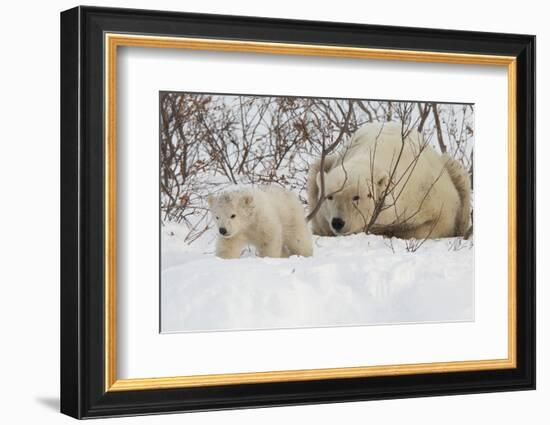 Polar Bear (Ursus Maritimus) and Cub, Wapusk National Park, Churchill, Hudson Bay, Manitoba, Canada-David Jenkins-Framed Photographic Print