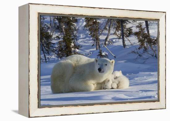 Polar Bear (Ursus Maritimus) and Cubs, Wapusk National Park, Churchill, Hudson Bay, Canada-David Jenkins-Framed Premier Image Canvas