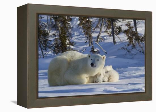 Polar Bear (Ursus Maritimus) and Cubs, Wapusk National Park, Churchill, Hudson Bay, Canada-David Jenkins-Framed Premier Image Canvas