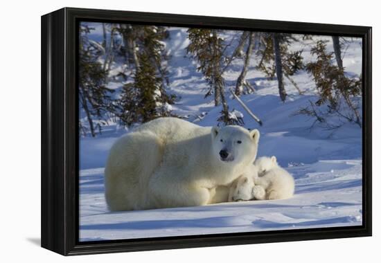 Polar Bear (Ursus Maritimus) and Cubs, Wapusk National Park, Churchill, Hudson Bay, Canada-David Jenkins-Framed Premier Image Canvas