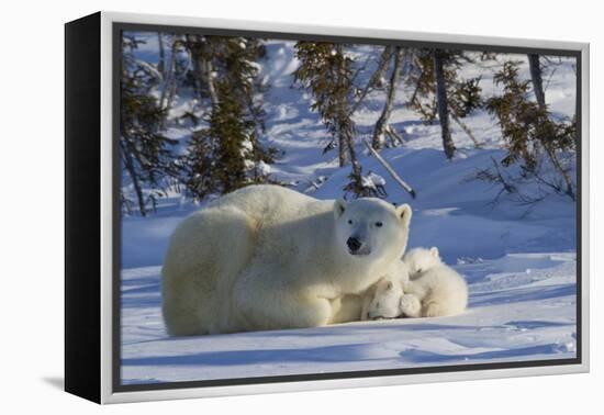 Polar Bear (Ursus Maritimus) and Cubs, Wapusk National Park, Churchill, Hudson Bay, Canada-David Jenkins-Framed Premier Image Canvas