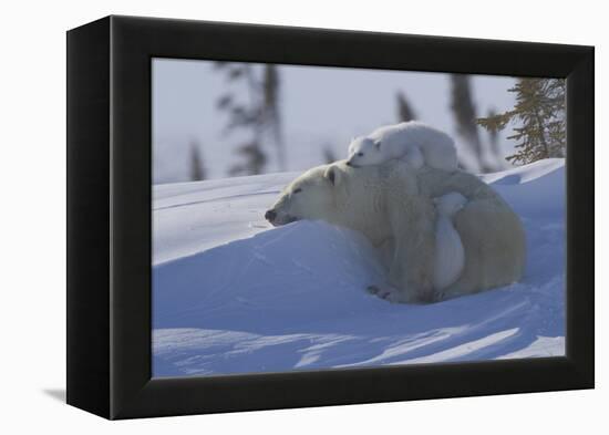 Polar Bear (Ursus Maritimus) and Cubs, Wapusk National Park, Churchill, Hudson Bay, Canada-David Jenkins-Framed Premier Image Canvas