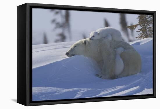 Polar Bear (Ursus Maritimus) and Cubs, Wapusk National Park, Churchill, Hudson Bay, Canada-David Jenkins-Framed Premier Image Canvas