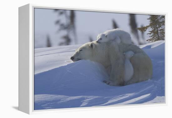 Polar Bear (Ursus Maritimus) and Cubs, Wapusk National Park, Churchill, Hudson Bay, Canada-David Jenkins-Framed Premier Image Canvas