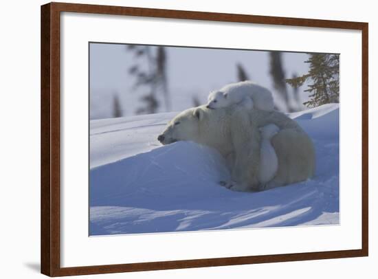 Polar Bear (Ursus Maritimus) and Cubs, Wapusk National Park, Churchill, Hudson Bay, Canada-David Jenkins-Framed Photographic Print