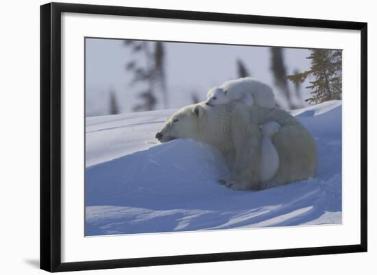 Polar Bear (Ursus Maritimus) and Cubs, Wapusk National Park, Churchill, Hudson Bay, Canada-David Jenkins-Framed Photographic Print