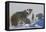 Polar Bear (Ursus Maritimus) and Cubs, Wapusk National Park, Churchill, Hudson Bay, Canada-David Jenkins-Framed Premier Image Canvas