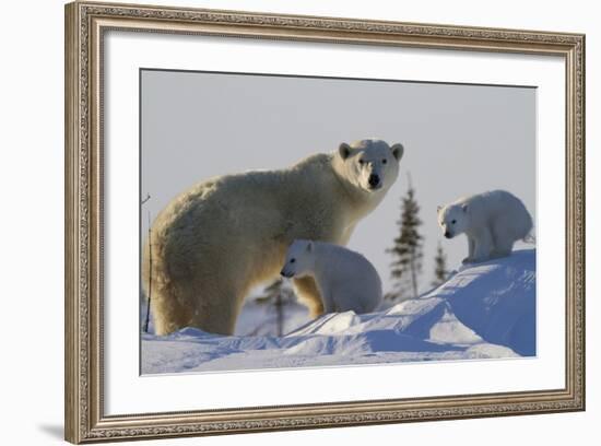 Polar Bear (Ursus Maritimus) and Cubs, Wapusk National Park, Churchill, Hudson Bay, Canada-David Jenkins-Framed Photographic Print