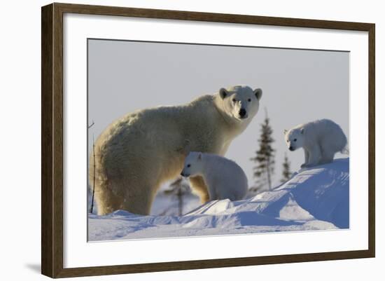 Polar Bear (Ursus Maritimus) and Cubs, Wapusk National Park, Churchill, Hudson Bay, Canada-David Jenkins-Framed Photographic Print