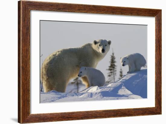 Polar Bear (Ursus Maritimus) and Cubs, Wapusk National Park, Churchill, Hudson Bay, Canada-David Jenkins-Framed Photographic Print