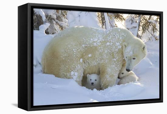 Polar Bear (Ursus Maritimus) and Cubs, Wapusk National Park, Churchill, Hudson Bay, Canada-David Jenkins-Framed Premier Image Canvas