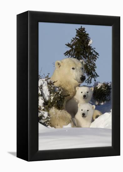 Polar Bear (Ursus Maritimus) and Cubs, Wapusk National Park, Churchill, Hudson Bay, Canada-David Jenkins-Framed Premier Image Canvas