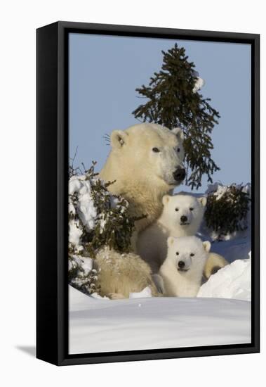 Polar Bear (Ursus Maritimus) and Cubs, Wapusk National Park, Churchill, Hudson Bay, Canada-David Jenkins-Framed Premier Image Canvas