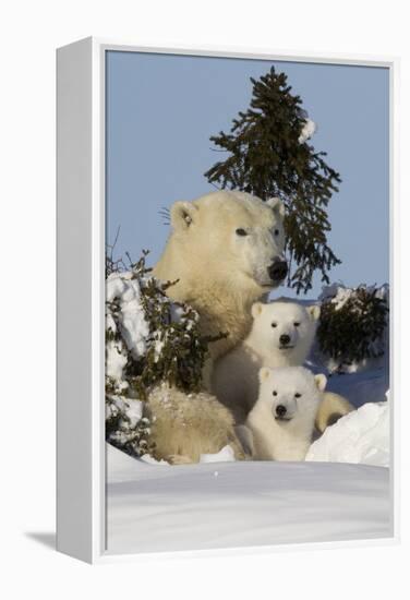 Polar Bear (Ursus Maritimus) and Cubs, Wapusk National Park, Churchill, Hudson Bay, Canada-David Jenkins-Framed Premier Image Canvas