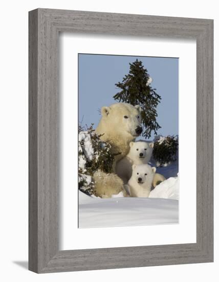 Polar Bear (Ursus Maritimus) and Cubs, Wapusk National Park, Churchill, Hudson Bay, Canada-David Jenkins-Framed Photographic Print