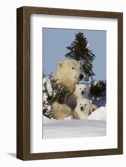 Polar Bear (Ursus Maritimus) and Cubs, Wapusk National Park, Churchill, Hudson Bay, Canada-David Jenkins-Framed Photographic Print