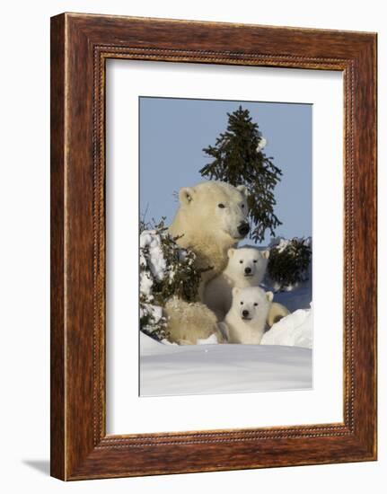 Polar Bear (Ursus Maritimus) and Cubs, Wapusk National Park, Churchill, Hudson Bay, Canada-David Jenkins-Framed Photographic Print