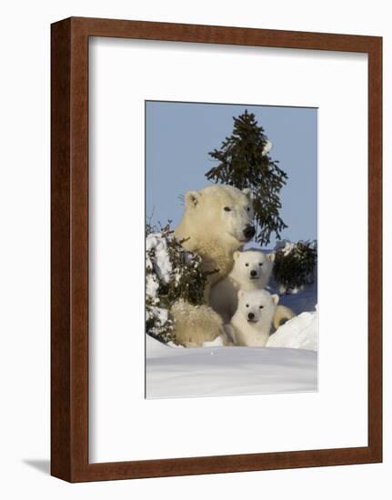 Polar Bear (Ursus Maritimus) and Cubs, Wapusk National Park, Churchill, Hudson Bay, Canada-David Jenkins-Framed Photographic Print